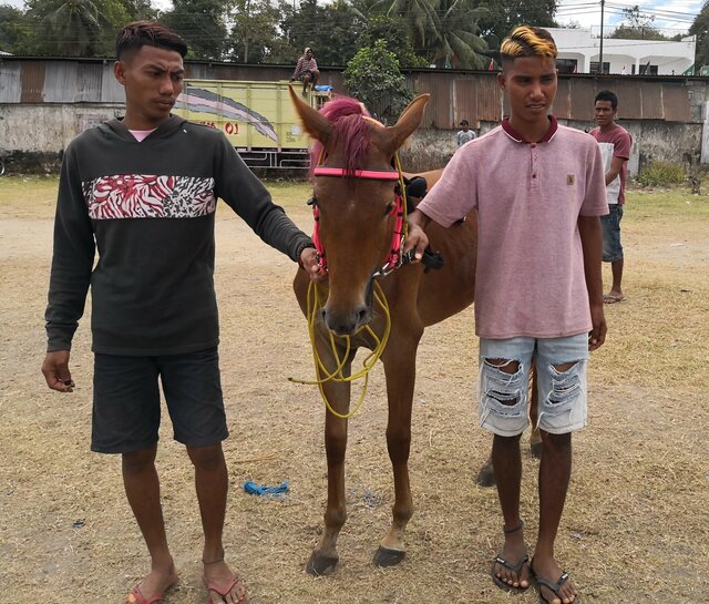 Sumba Waingapu courses de chevaux